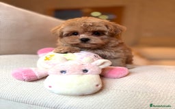 Maltipoo perros en venta: Maltipoo de caramelo toy hembra  - Imagen 2