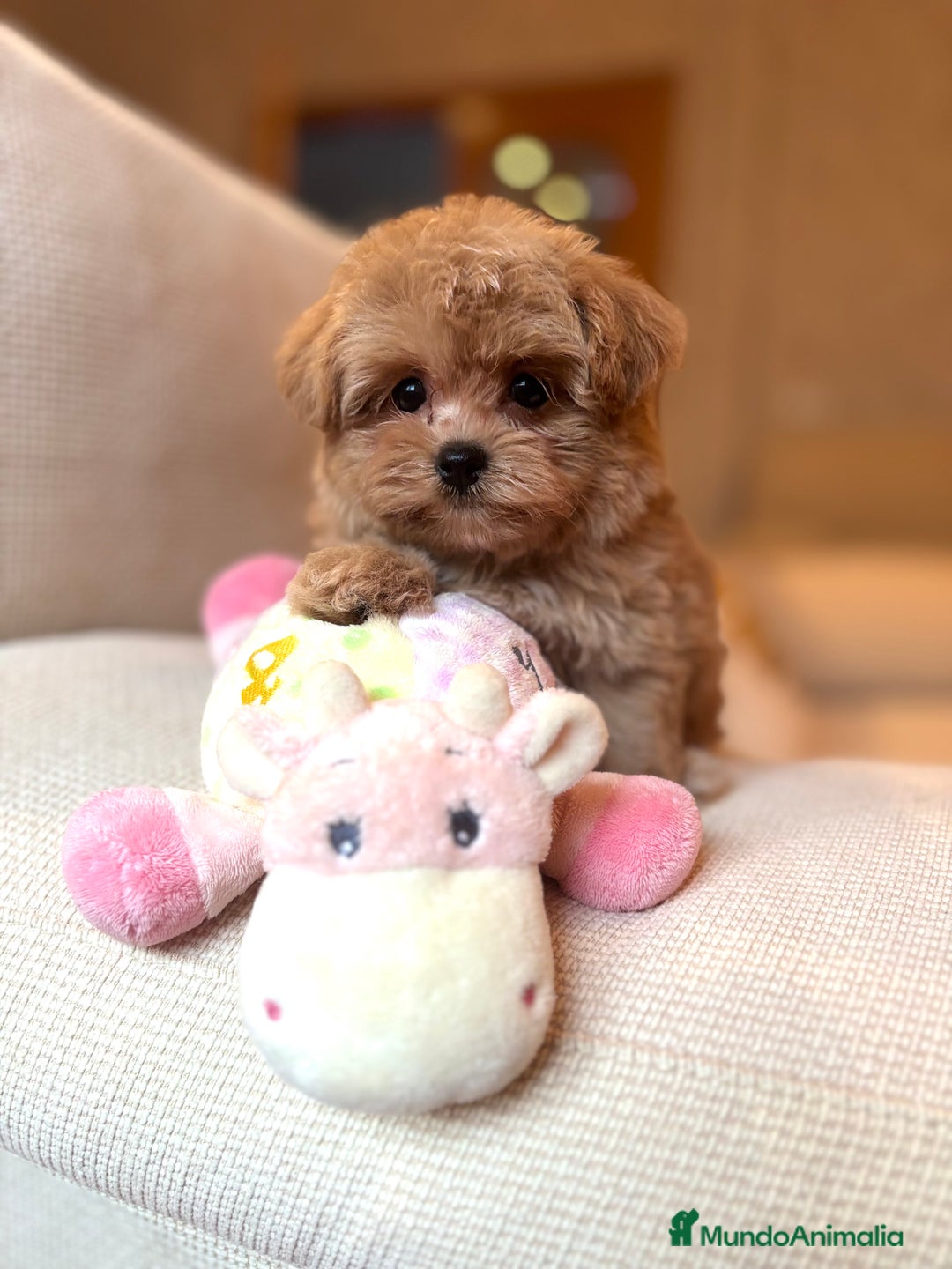 Maltipoo perros en venta: Maltipoo de caramelo toy hembra  - Imagen 2
