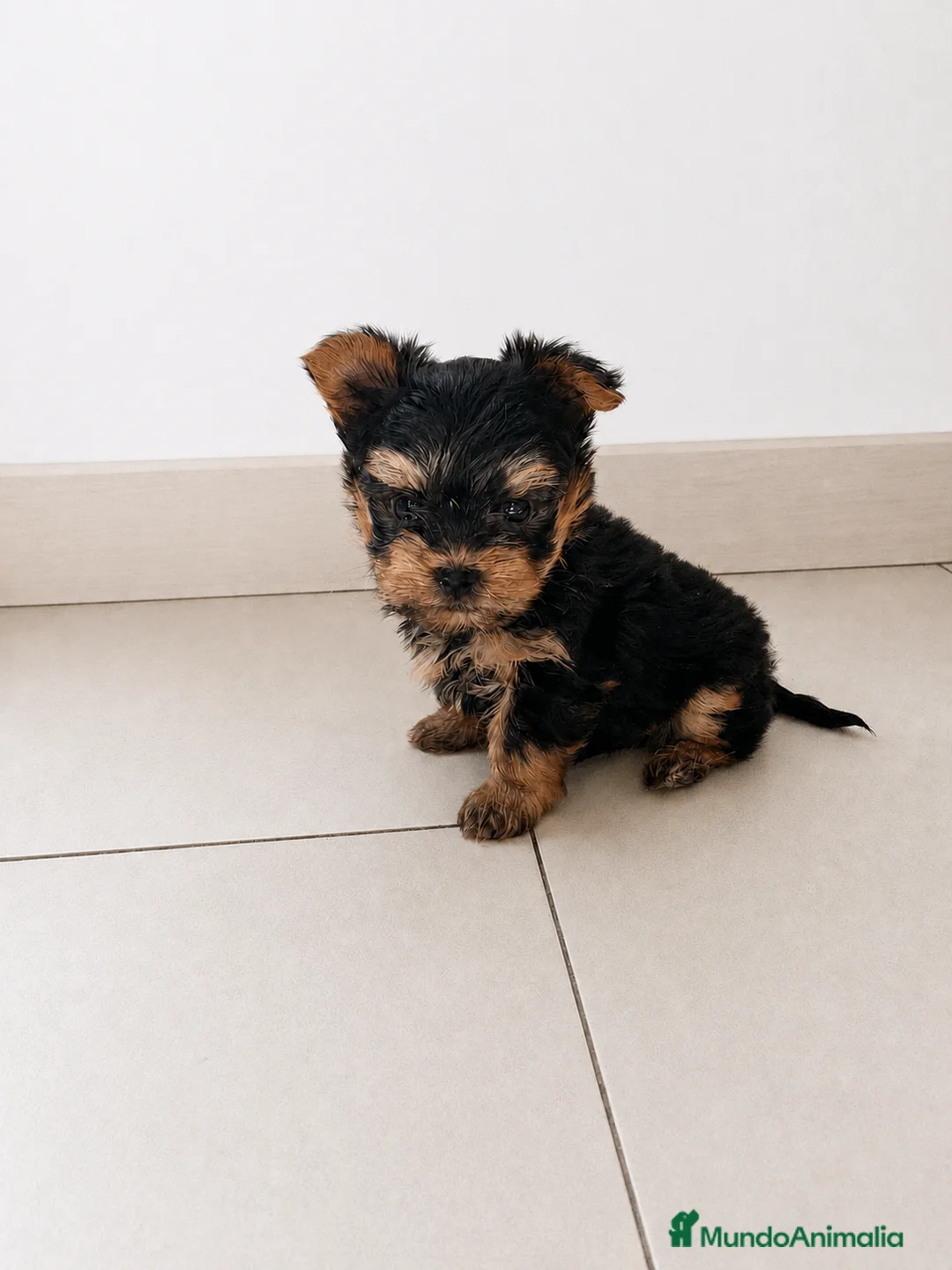 Yorkshire Terrier perros en venta: 🐾 Yorkshire Terrier - Anuncio 1