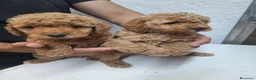 Goldendoodle perros en venta: GOLDENDOODLE MINI - Anuncio 5