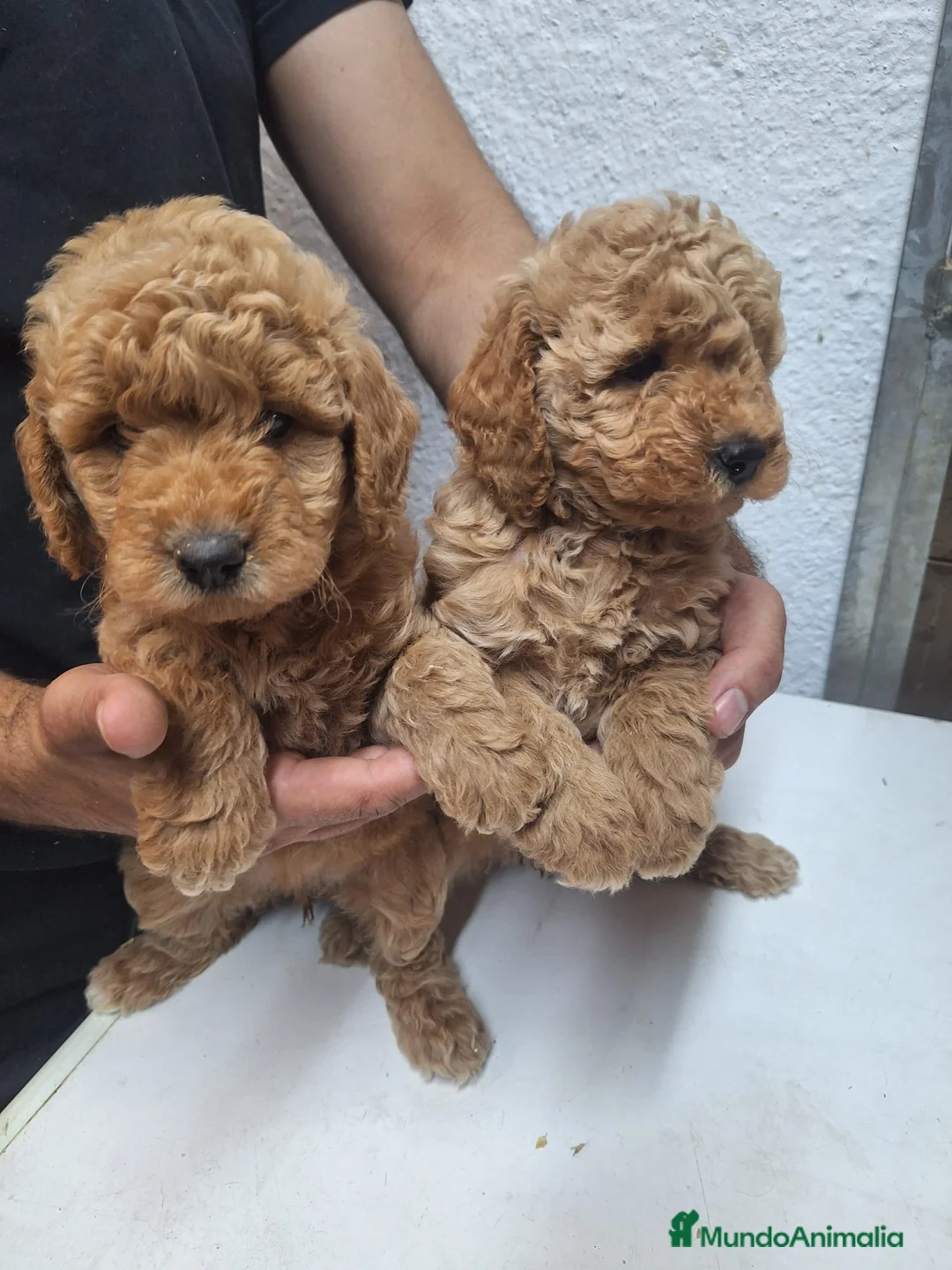 Goldendoodle perros en venta: GOLDENDOODLE MINI - Anuncio 5