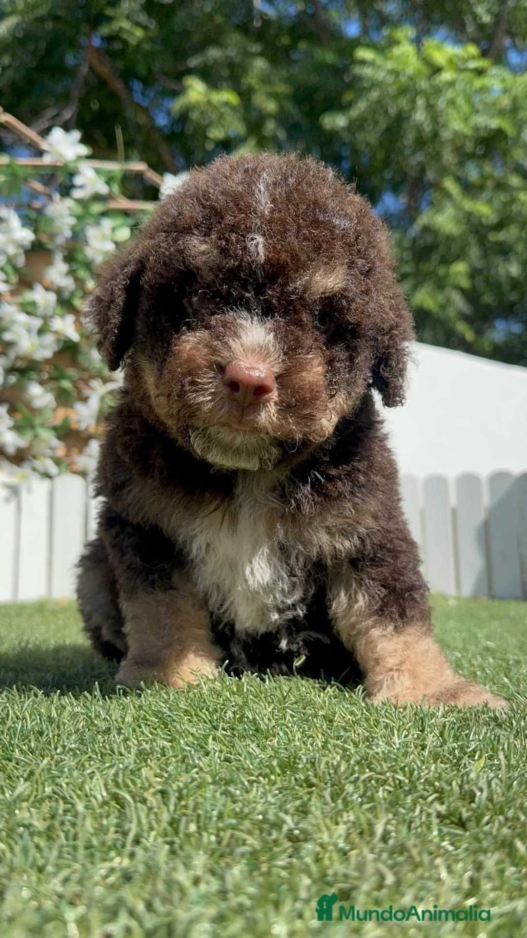 Perro de Agua Español perros en venta: PERRO DE AGUA ESPAÑOL - Anuncio 2