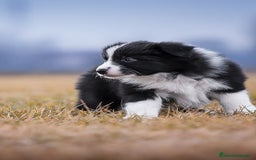 Border Collie perros en venta: border collie  - Imagen 2
