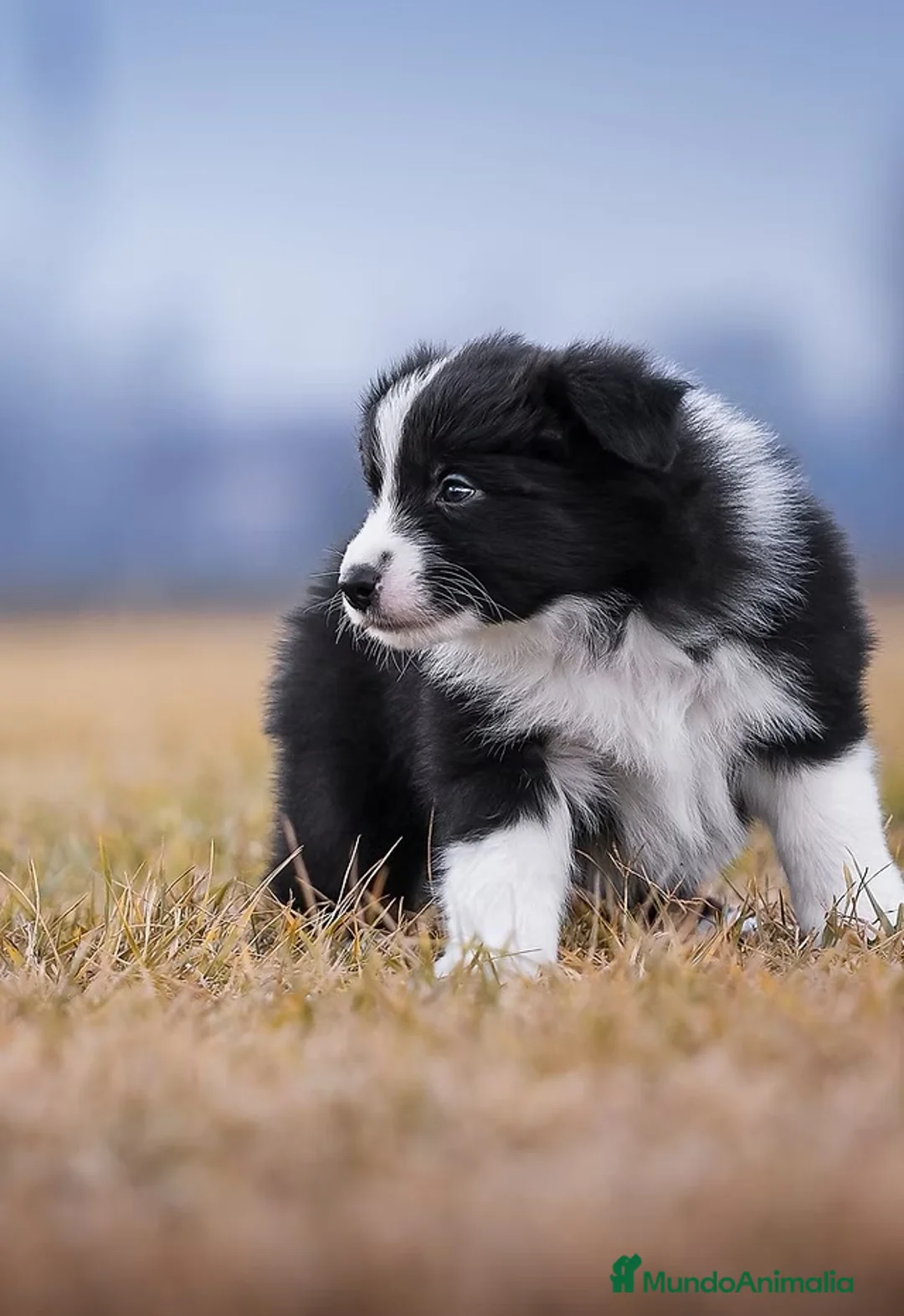 Border Collie perros en venta: border collie  - Anuncio 2