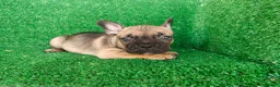 Bulldog Francés perros en venta: Bulldog francés  - Anuncio 5