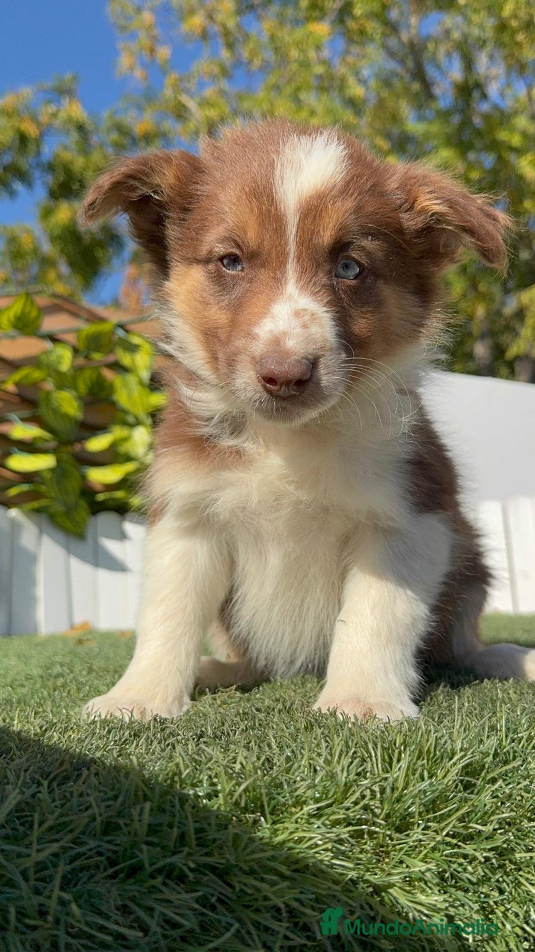 Border Collie perros en venta: BORDER COLLIE HEMBRA - Anuncio 19