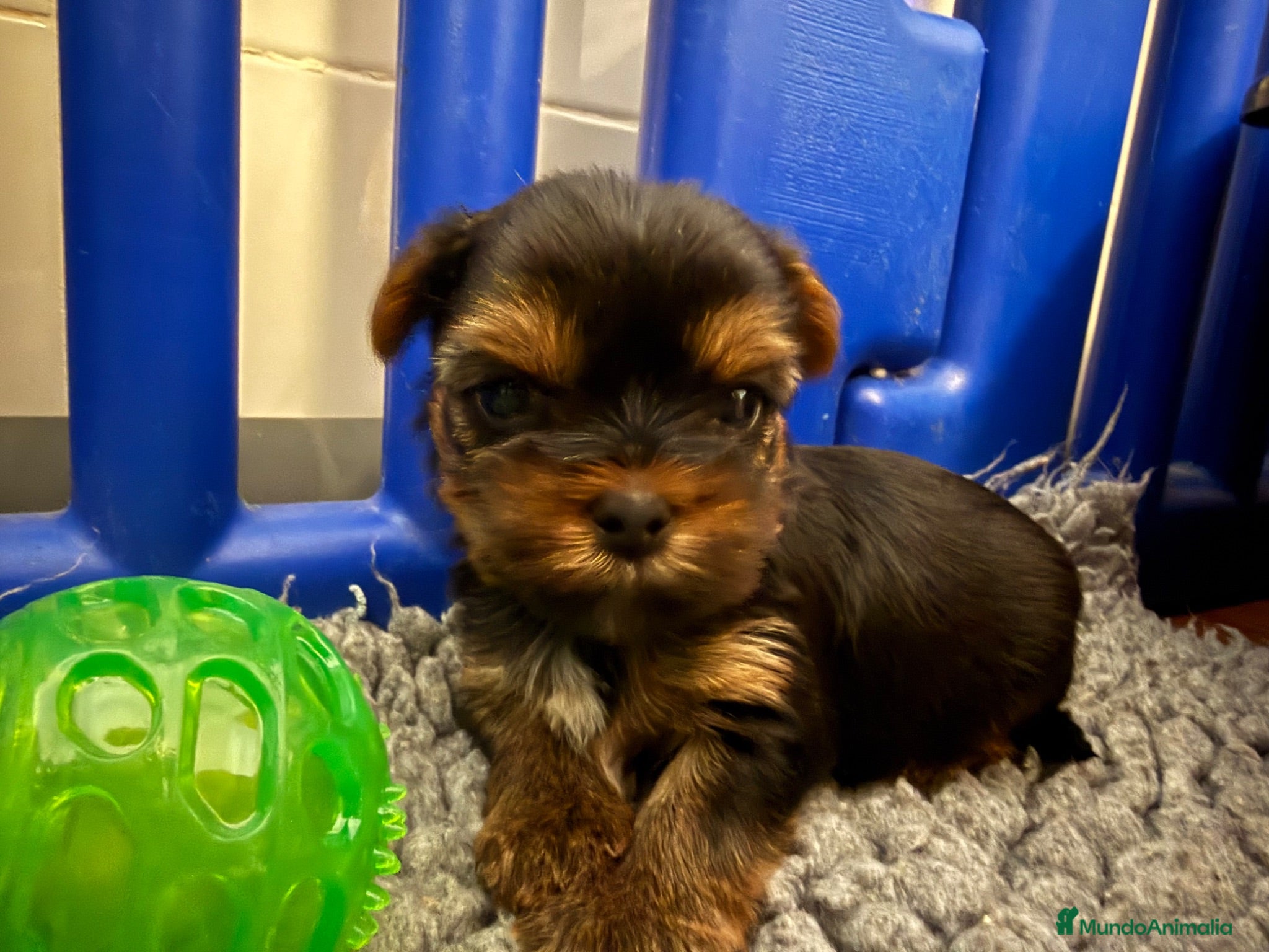 Yorkshire Terrier perros maravilloso Yorkshire Terrier  - Anuncio 5