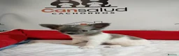Chihuahua perros en venta: Chihuahua con pelos largo - Anuncio 2