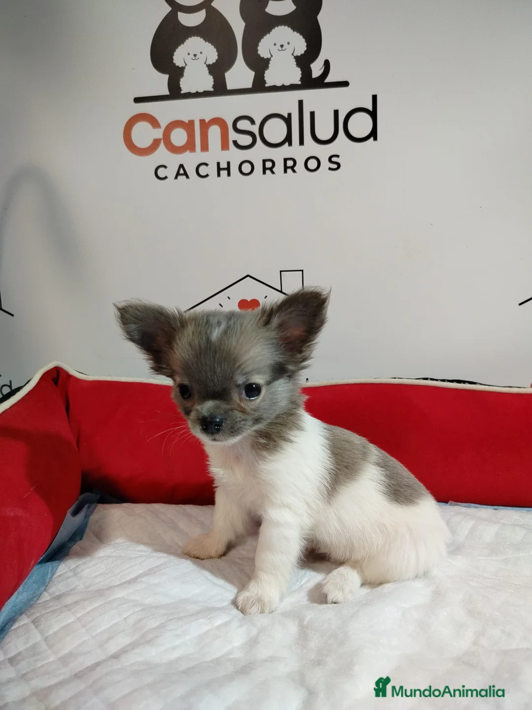 Chihuahua perros en venta: Chihuahua con pelos largo - Anuncio 2