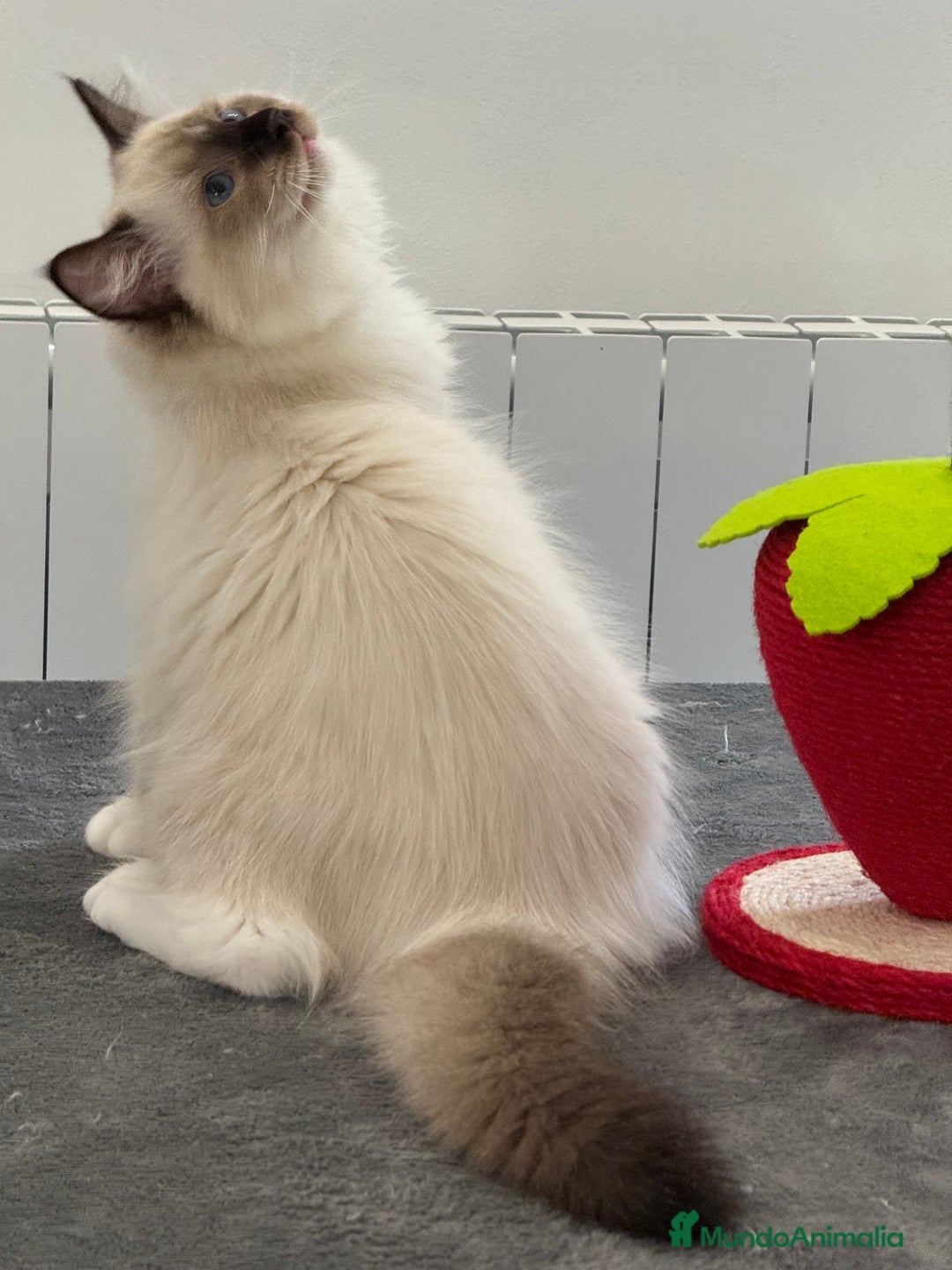 Ragdoll gatos en venta: Camada Ragdoll - Imagen 29