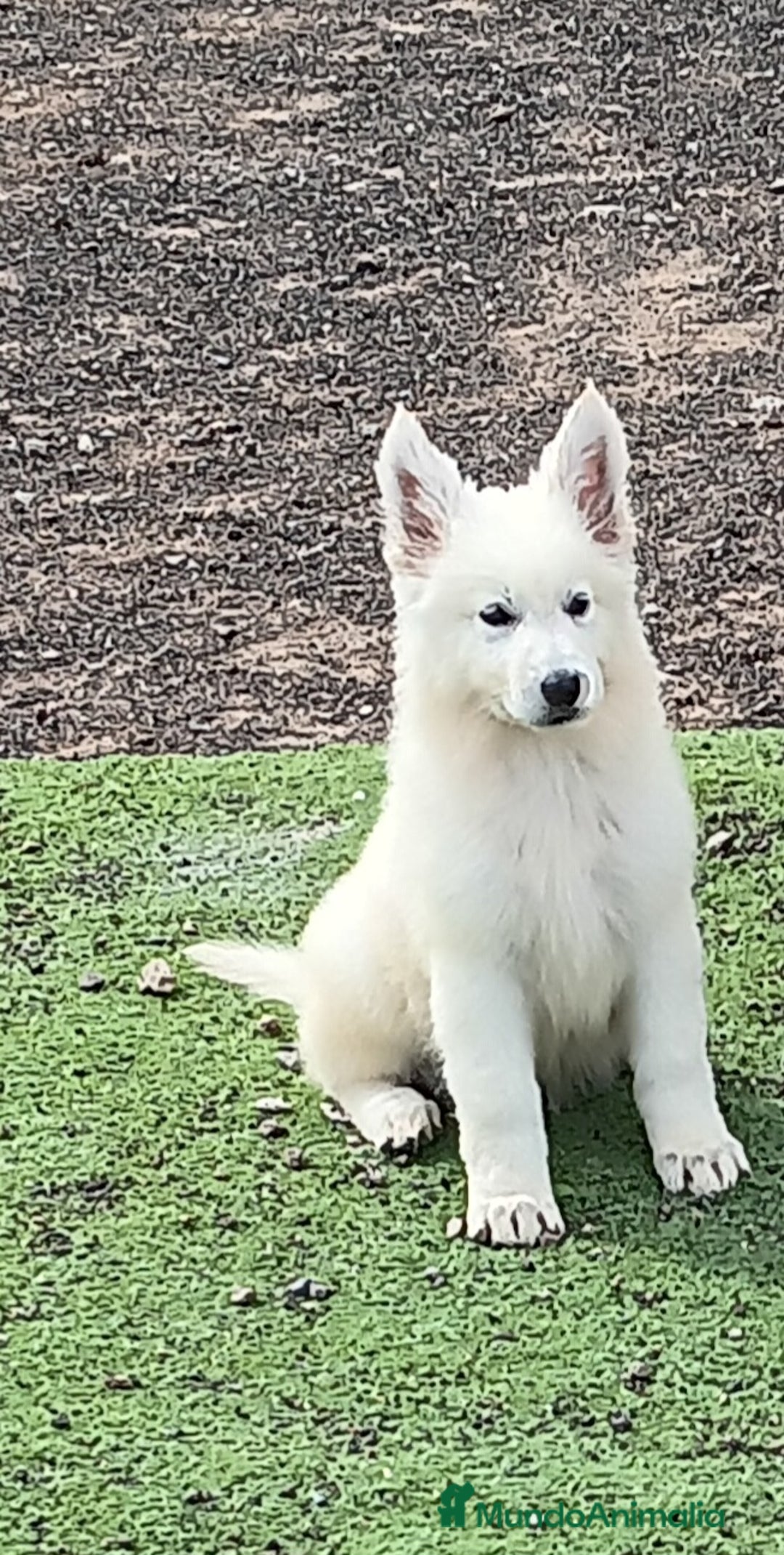 Pastor Blanco Suizo perros en venta: Pastor Blanco Suizo  - Anuncio 2