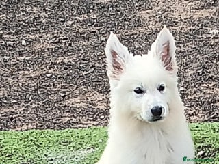 Pastor Blanco Suizo perros - Anuncio 1