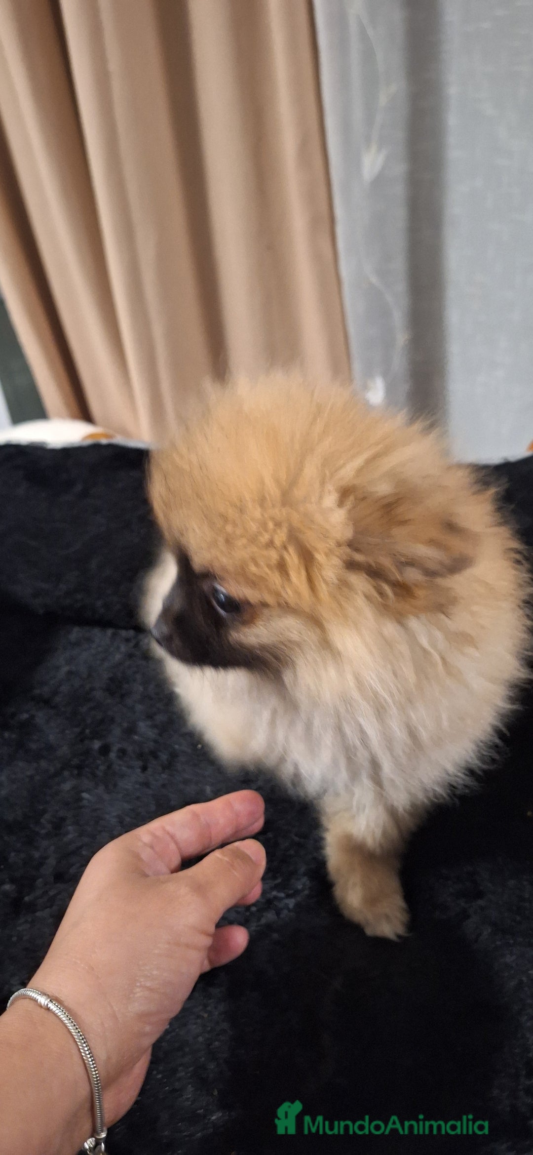 Pomerania perros en venta: Pomerania  - Anuncio 3