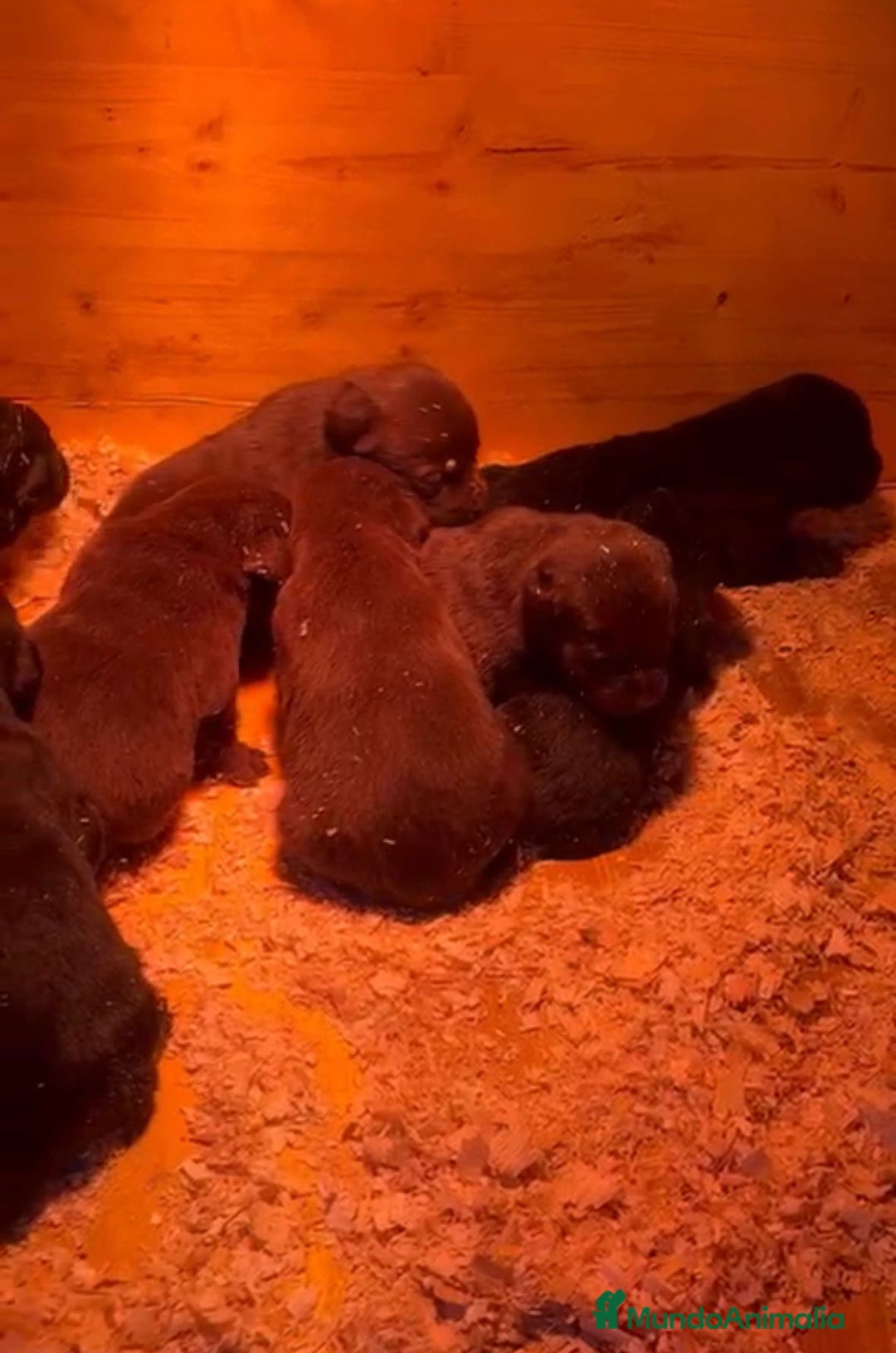 Labrador Retriever perros en venta: Labrador retriever nuevas camadas - Anuncio 3