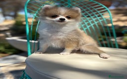 Pomerania perros en venta: Pomerania muy pequeñita para entregar  - Imagen 2
