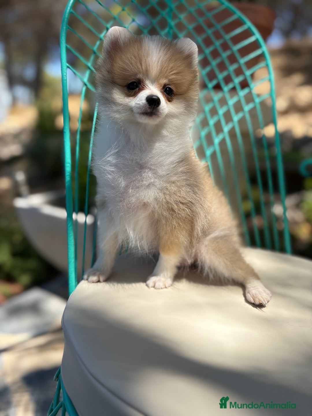 Pomerania perros en venta: Pomerania muy pequeñita para entregar  - Imagen 2
