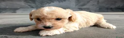 Maltipoo perros en venta: Maltipoo  - Anuncio 3