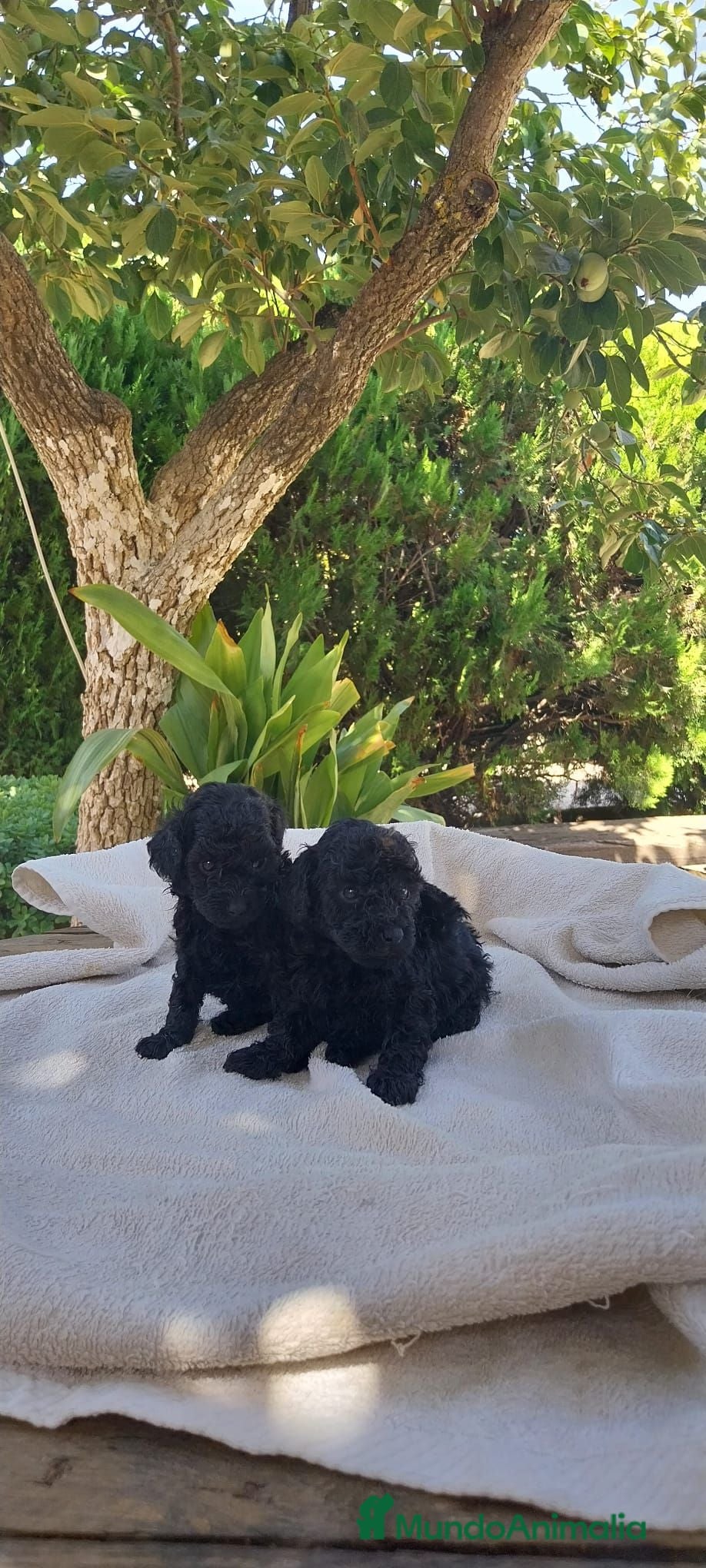 Caniche Toy perros Caniche mini Toy. - Anuncio 2