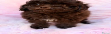 Maltipoo 3