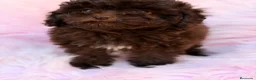 Maltipoo perros en venta: Maltipoo F1B chocolate  - Anuncio 11