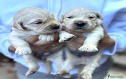 Golden Retriever perros en venta: Preciosos cachorros de Golden retriever - Imagen 10