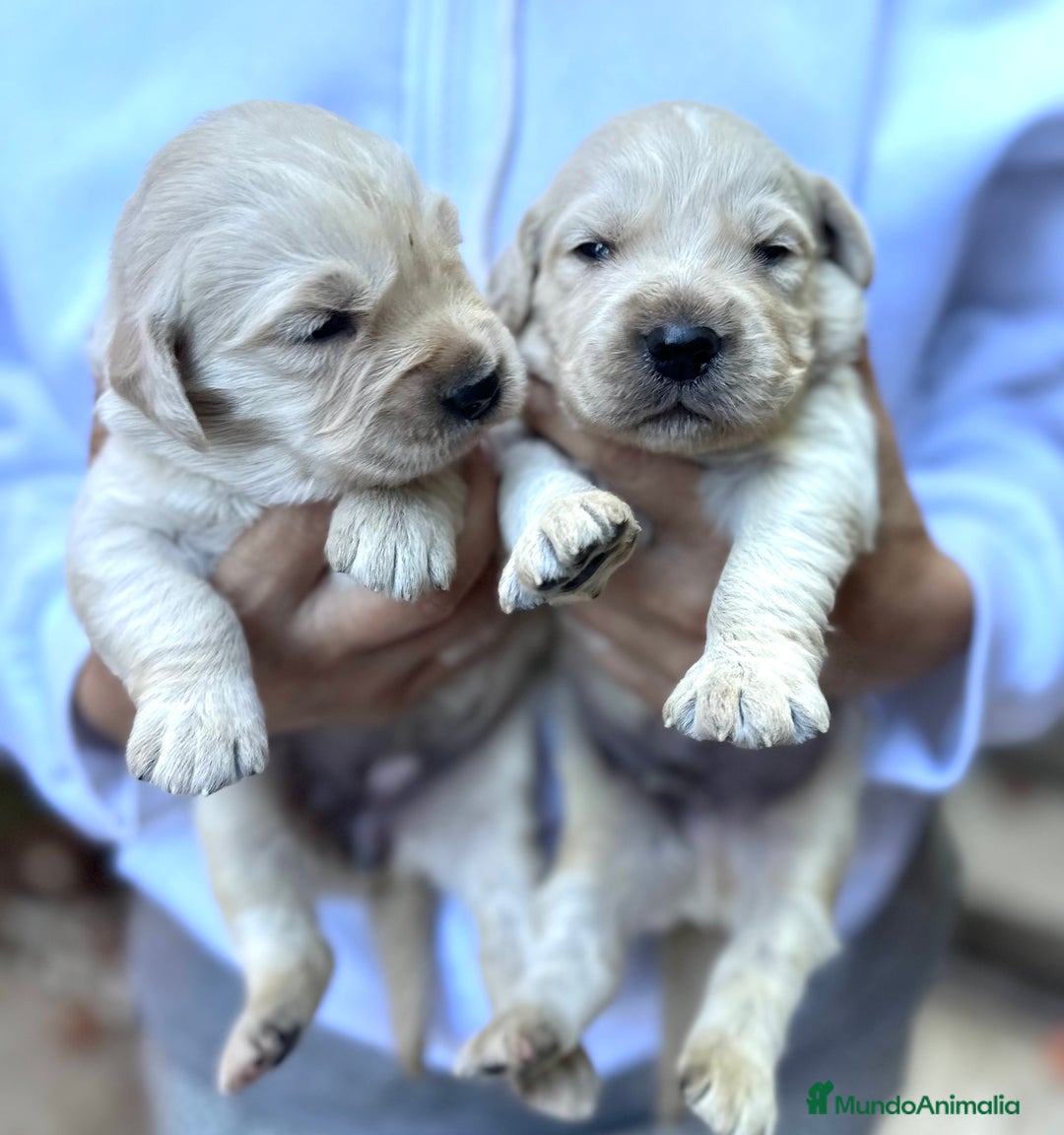 Golden Retriever perros en venta: Preciosos cachorros de Golden retriever - Imagen 10