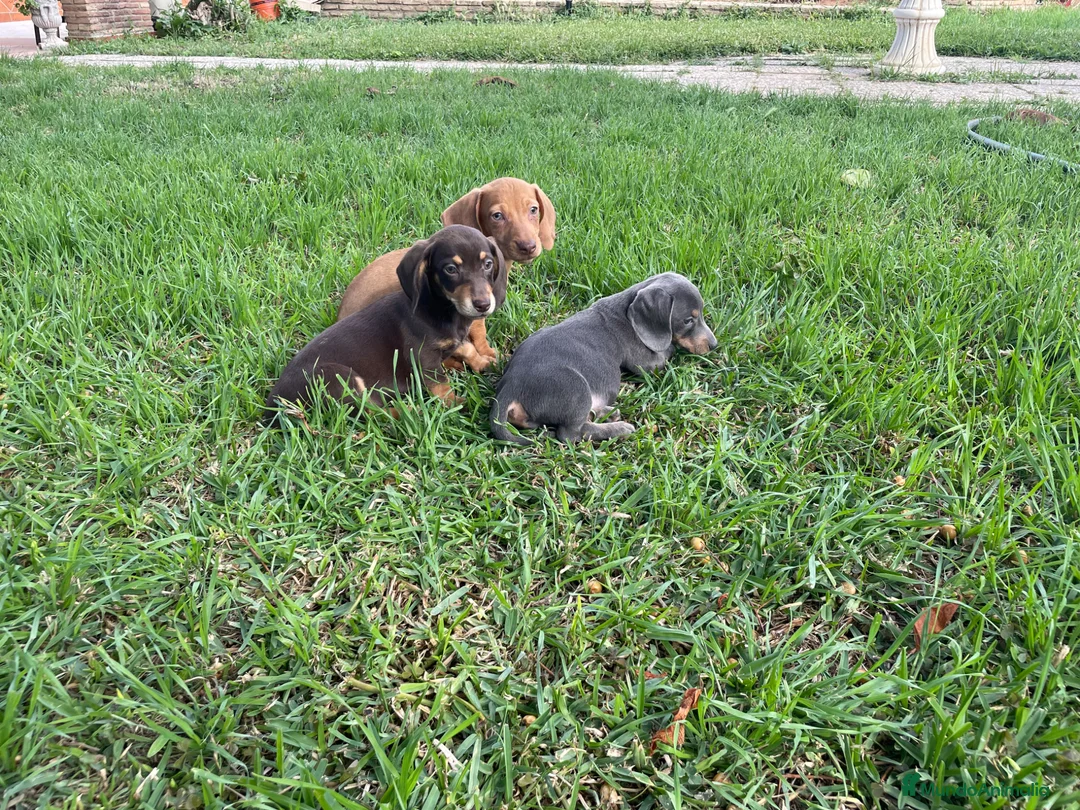 Teckel Miniatura perros en venta: Teckel miniatura  - Anuncio 1