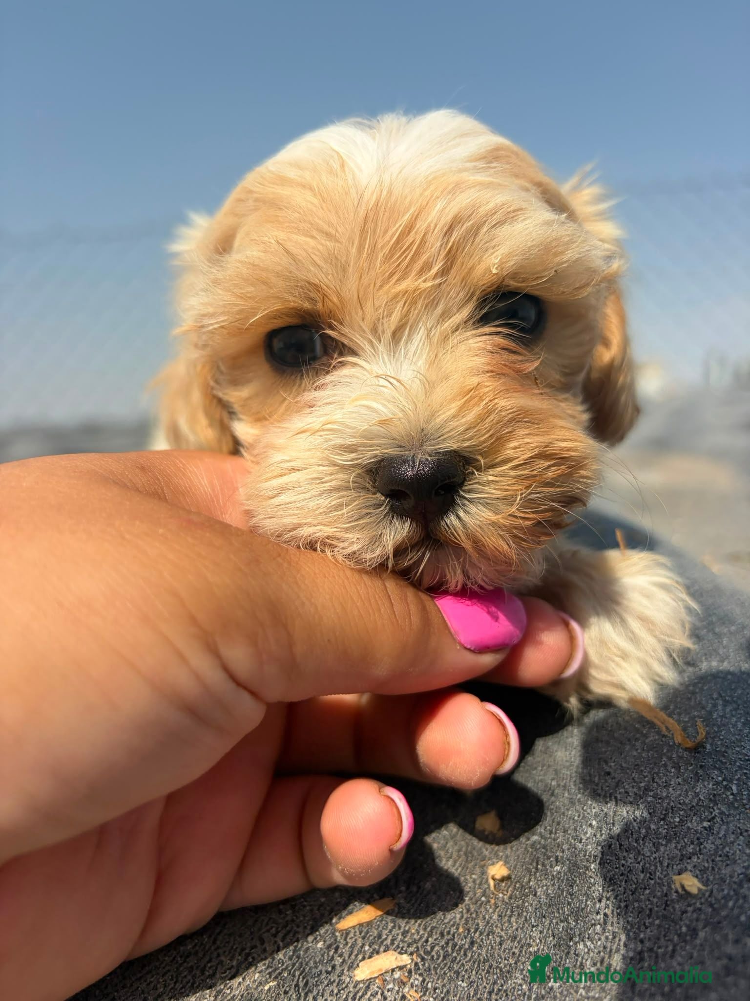 Maltipoo perros Canadá de Maltipoo 🌟🌟🌟🌟🌟 - Anuncio 1