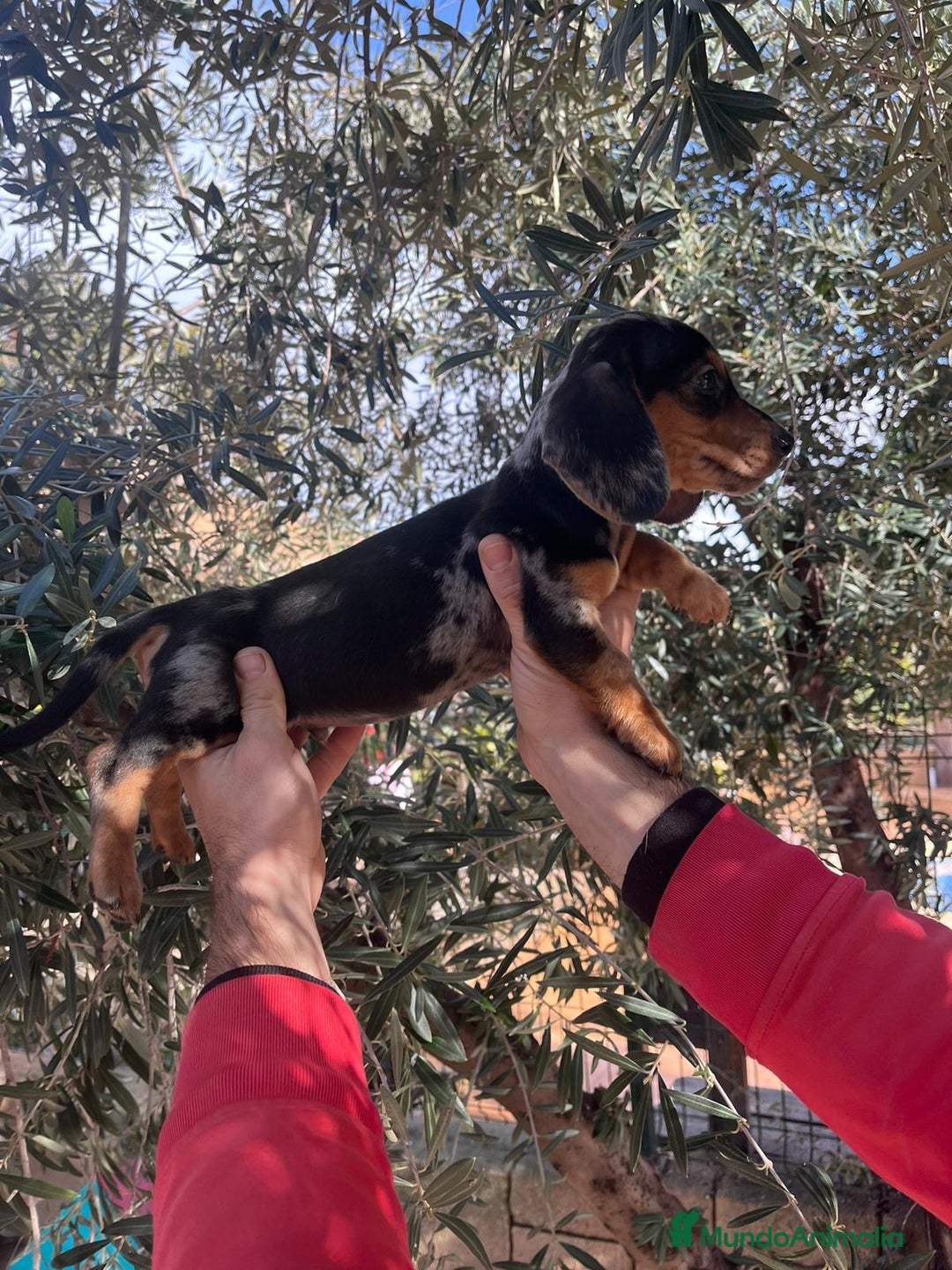 Teckel Miniatura perros en venta: Teckel mini arlequín plata  - Anuncio 2