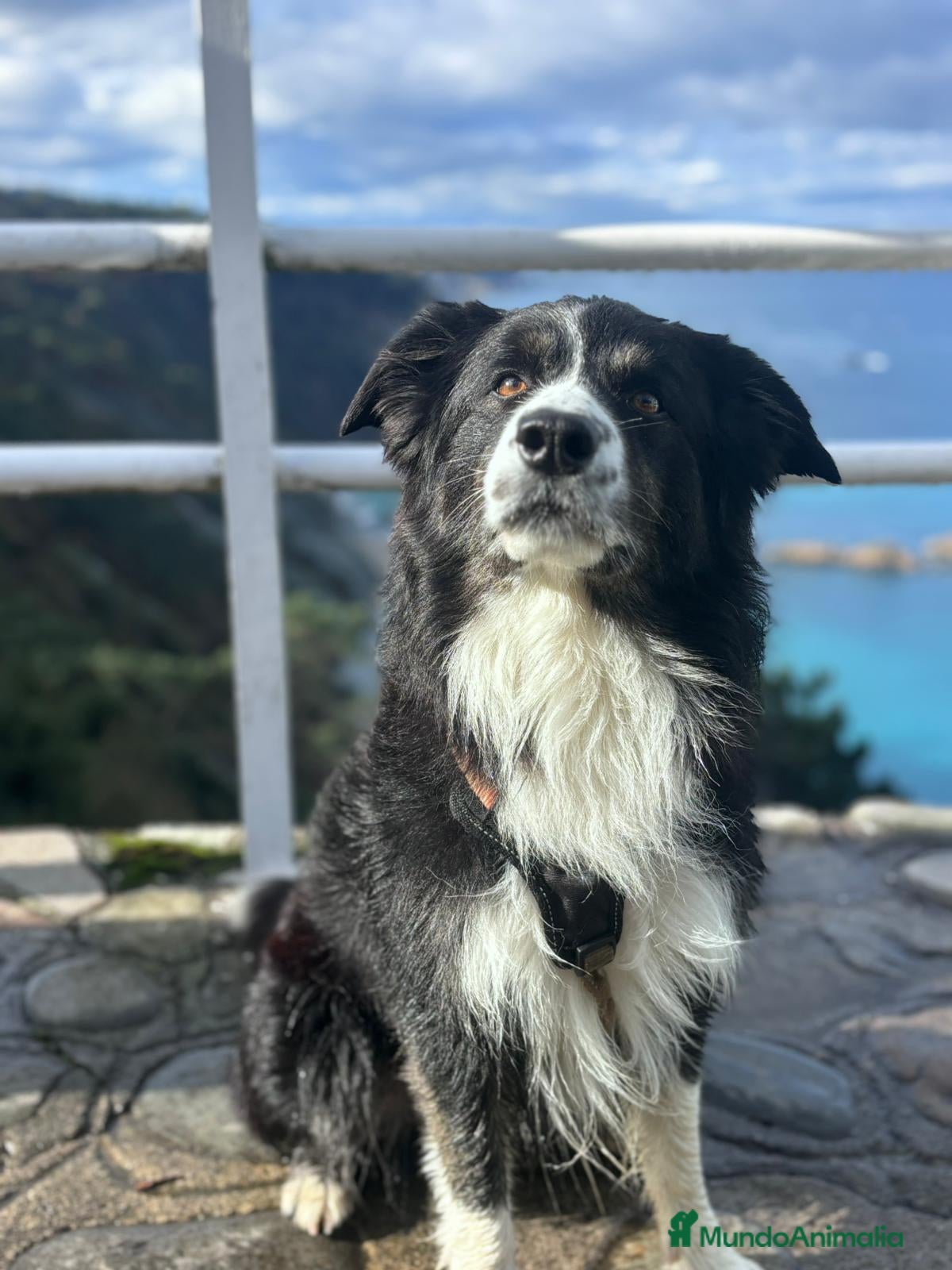 Border Collie perros Bodercolie Truli - Anuncio 2