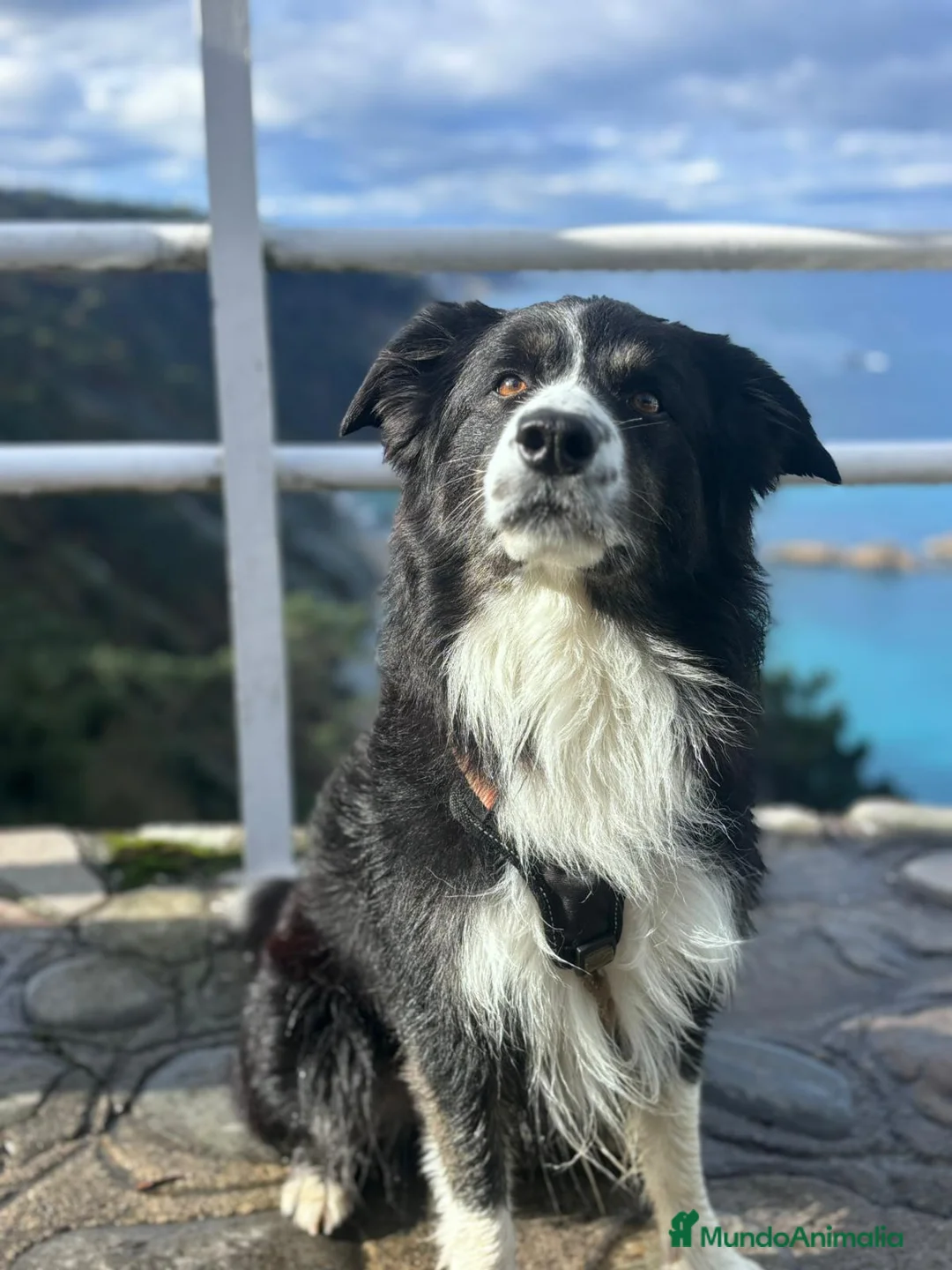 Border Collie perros para monta: Bodercolie Truli - Anuncio 2