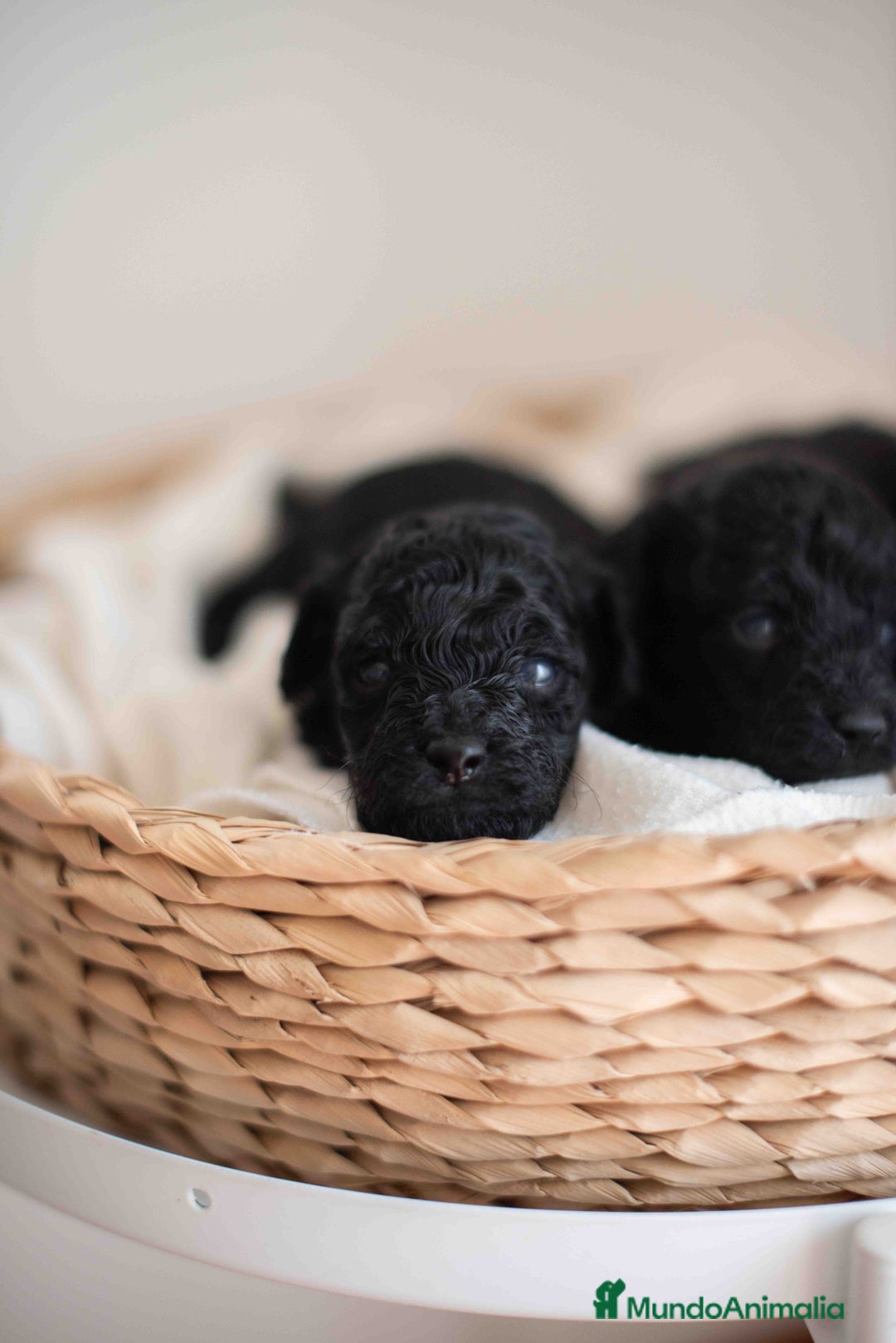 Caniche Toy perros en venta: Caniches toys negros - Anuncio 4