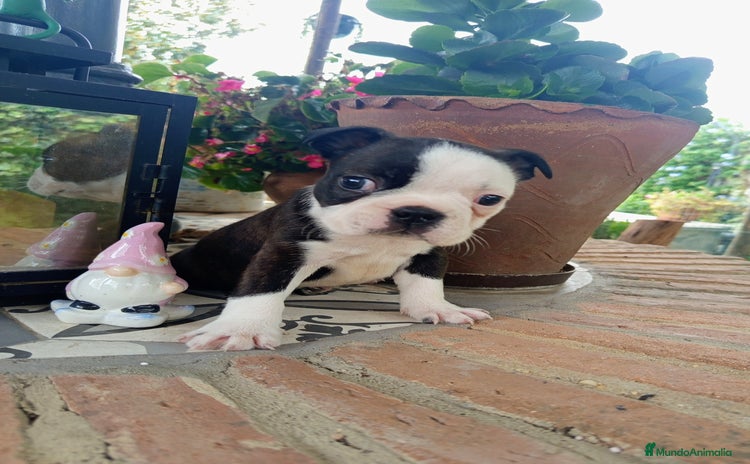 Boston Terrier perros Boston Terrier  - Anuncio 1