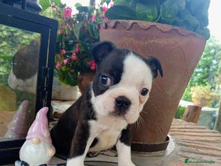 Boston Terrier perros Boston Terrier - Anuncio 3