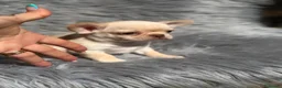Chihuahua perros en venta: Chihuahua línea rusa  - Anuncio 2