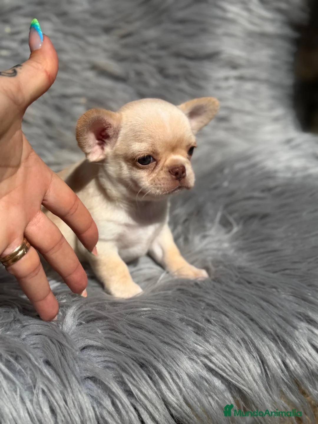 Chihuahua perros en venta: Chihuahua línea rusa  - Anuncio 2