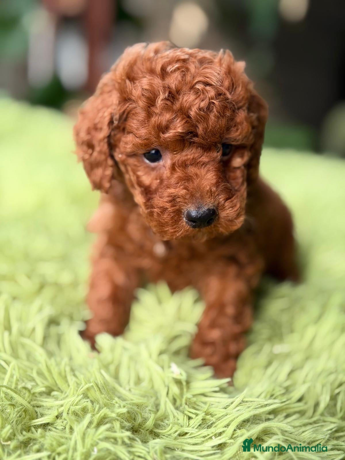 Caniche Enano perros CANICHE ROJO INTENSO DISPONIBLES - Anuncio 1