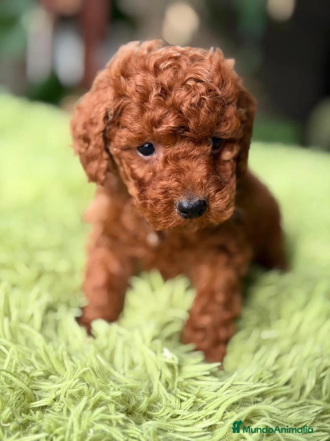 Caniche Enano perros en venta: CANICHE ROJO INTENSO DISPONIBLES - Anuncio 1