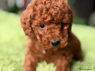 Caniche Enano perros CANICHE ROJO INTENSO DISPONIBLES - Anuncio 2