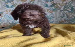 Perro de Agua Español perros en venta: Macho Rabon de Nacimiento  - Imagen 3
