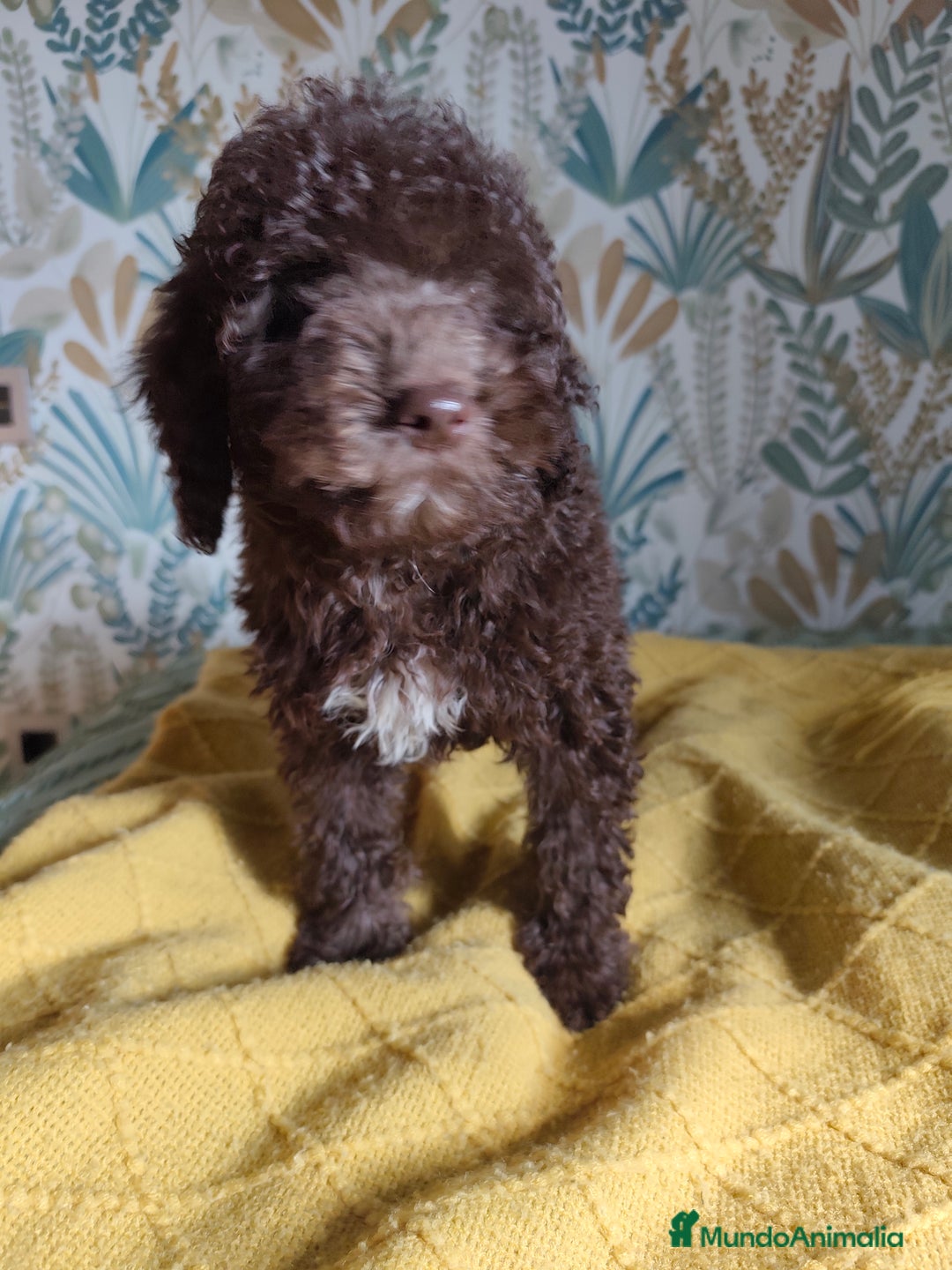 Perro de Agua Español perros en venta: Macho Rabon de Nacimiento  - Imagen 3