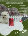 Pomerania Cachorro 7