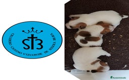 Jack Russell Terrier perros en venta: Jack Russell PEDEGREE (LOE) - Imagen 1