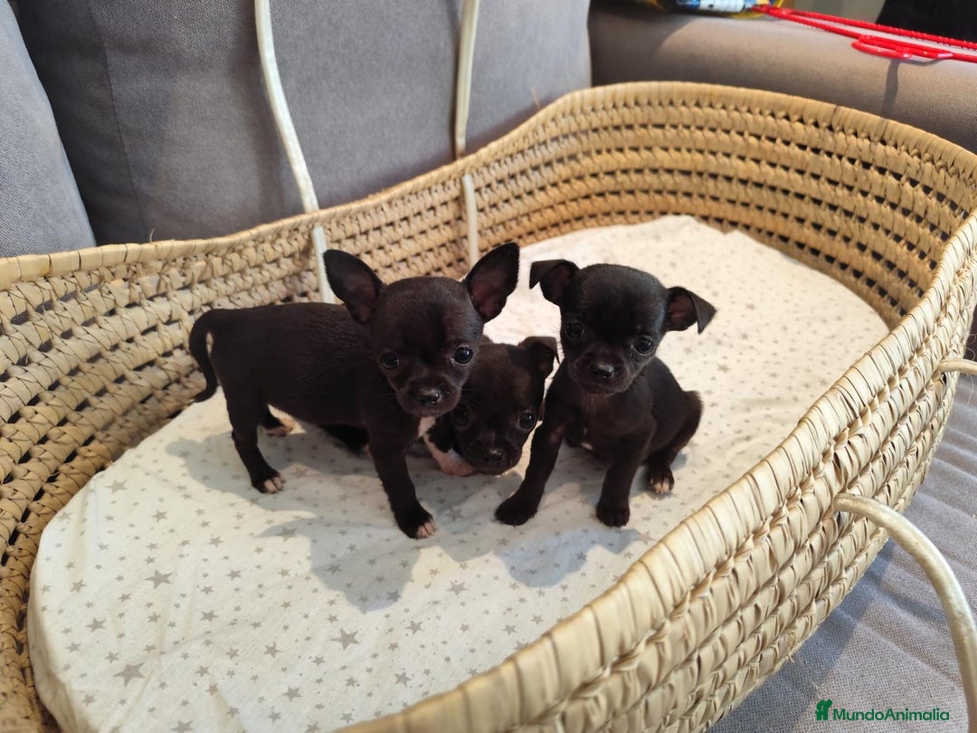 Chihuahua perros en venta: Chihuahua toy cabeza manzana  - Imagen 6