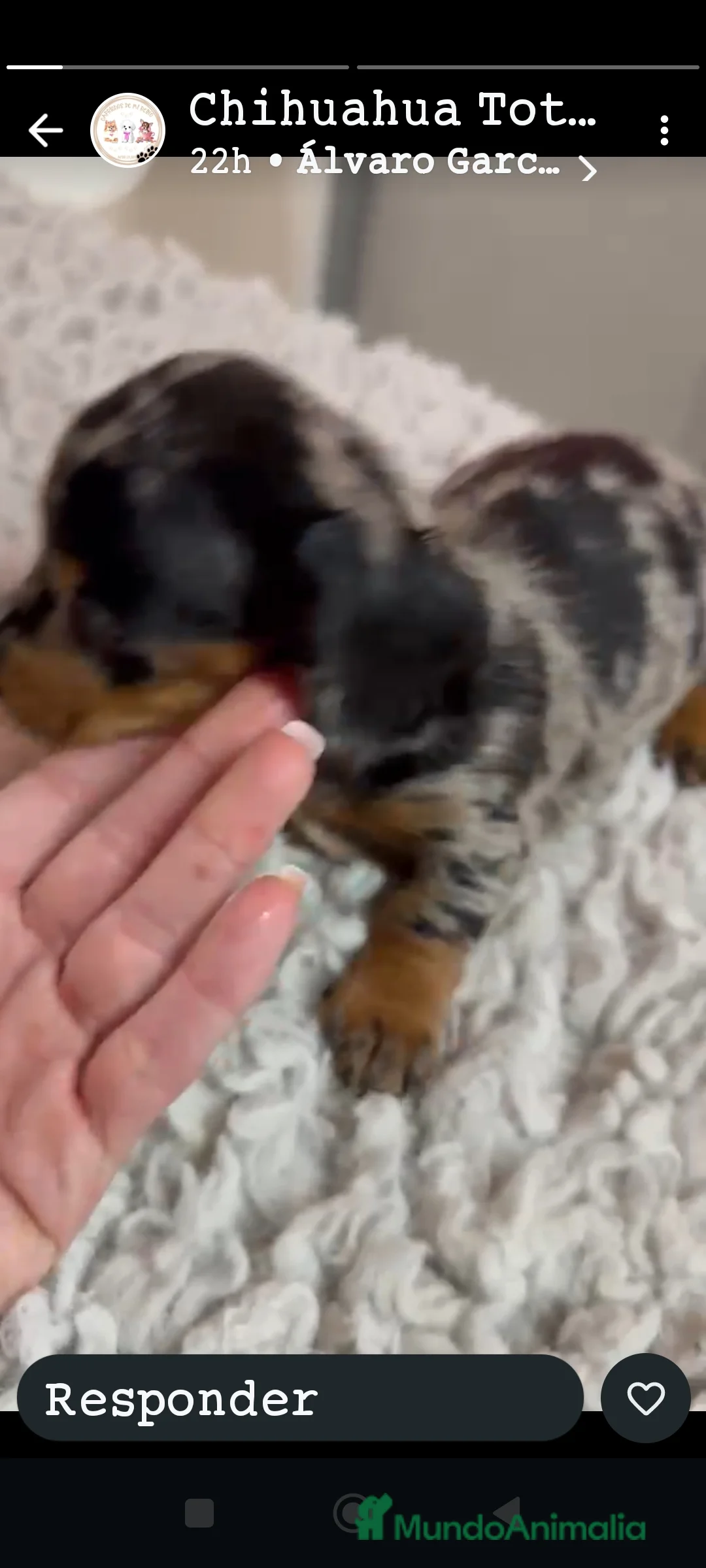 Teckel Miniatura perros en venta: Teckel miniatura arlequin - Anuncio 1