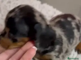 Teckel Miniatura perros Teckel miniatura arlequin - Anuncio 1