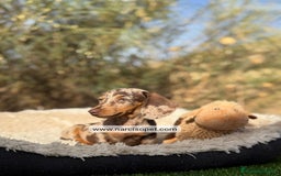 Teckel Miniatura perros en venta: TECKEL ARLEQUIN KANINCHEN - Imagen 1