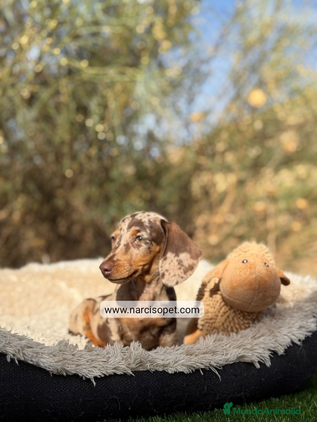 Teckel Miniatura perros en venta: TECKEL ARLEQUIN KANINCHEN - Imagen 1