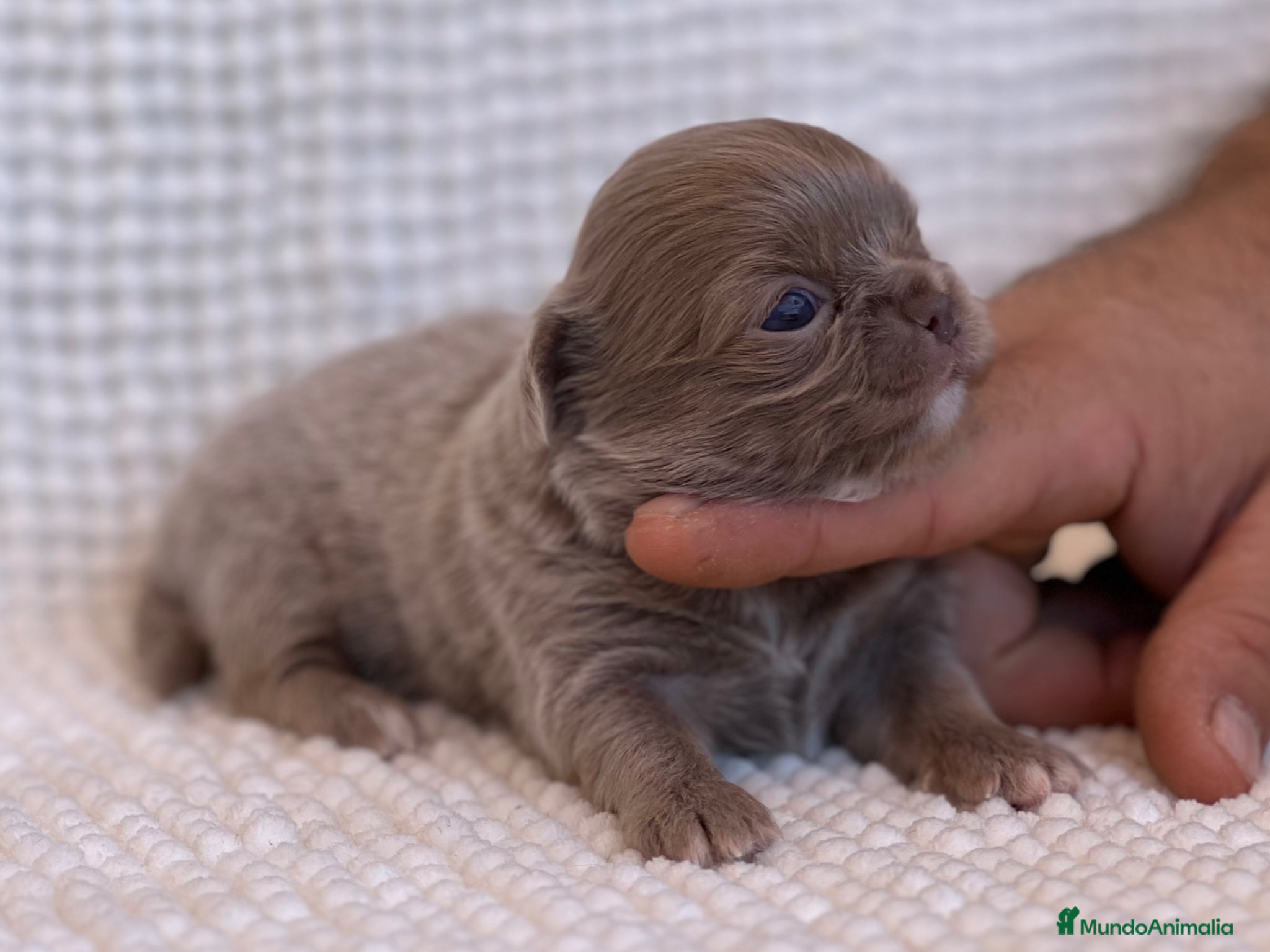 Chihuahua perros CHIHUAHUA HEMBRA LILAC PELO LARGO LÍNEA RUSA - Anuncio 14