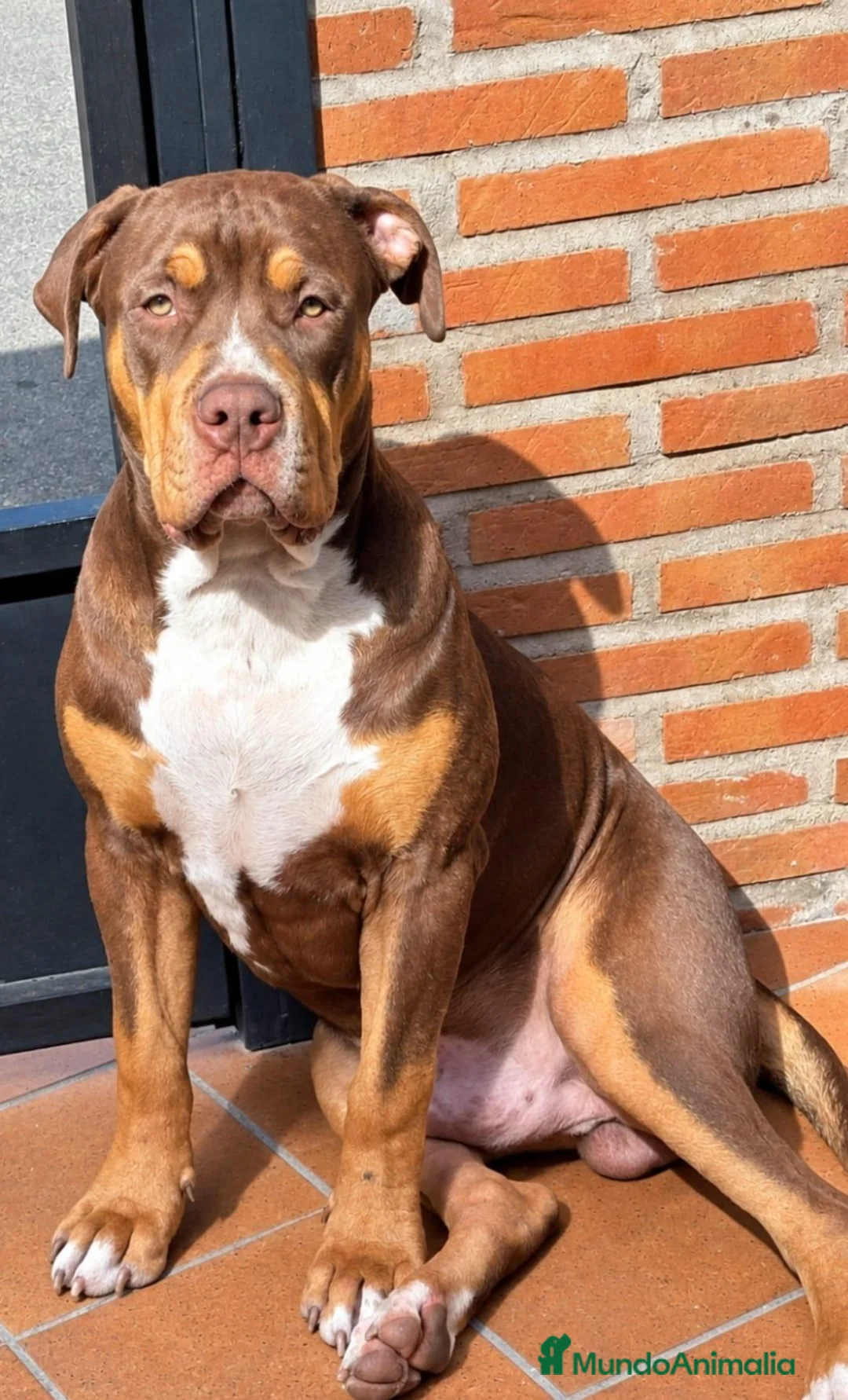 American Bully perros en venta: AMERICAN BULLY XL - Anuncio 3